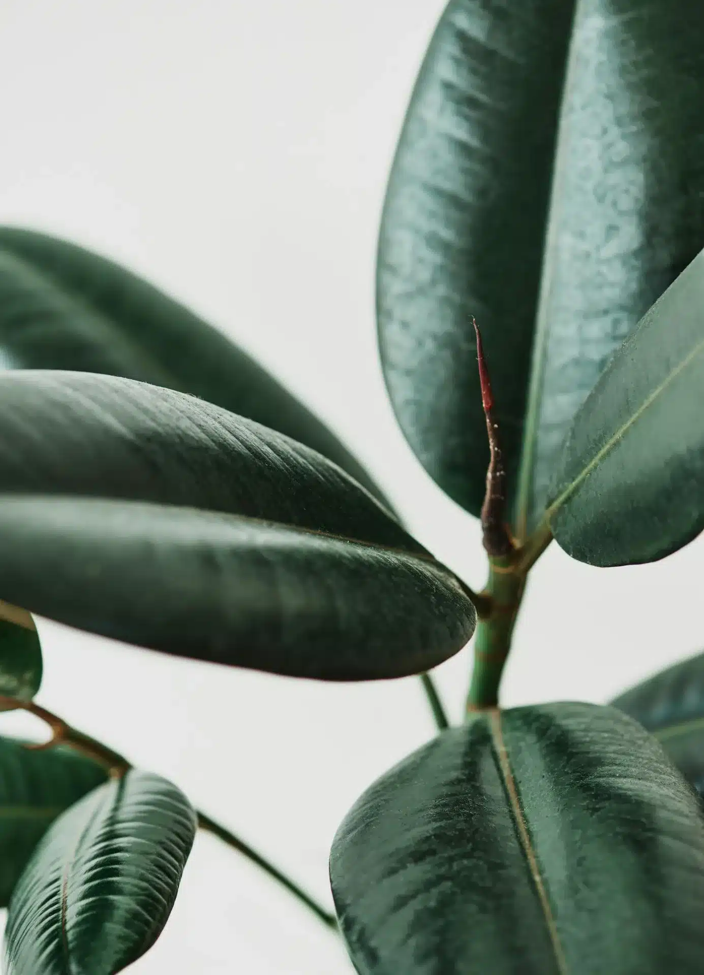 Caoutchouc : ficus elastica 