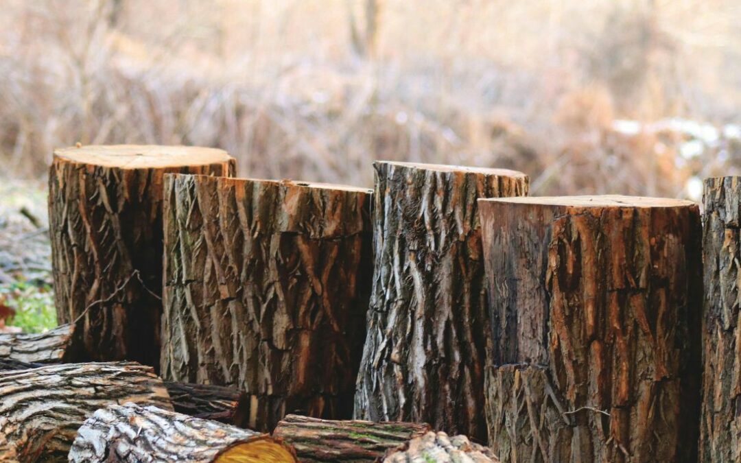 Les 10 innovations qui transforment la filière bois en France