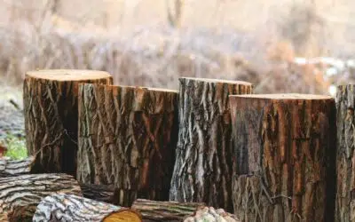 Les 10 innovations qui transforment la filière bois en France