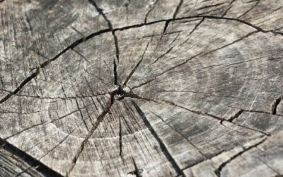 PiveteauBois : l’excellence française dans la transformation du bois