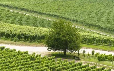 Le Sud Champagne, un territoire d’avenir pour l’industrie agroalimentaire