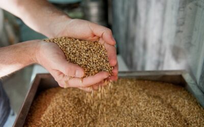 Automatisation en industrie agroalimentaire : robots, vision, capteurs et gains industriels